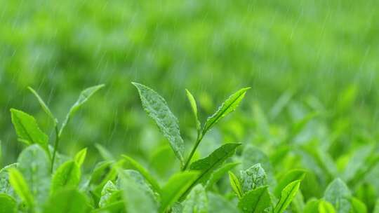 下雨天树叶雨水滴叶子茶树雨水雨滴茶叶特写