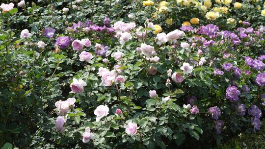 花园园艺园林花草鲜花花海