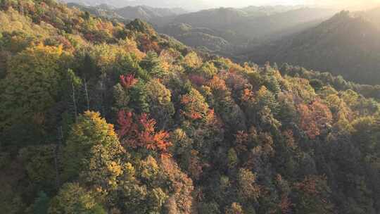 4K航拍重庆黎坪森林公园风景区