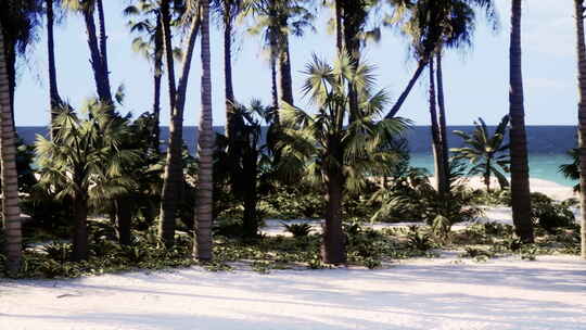拥有棕榈树和清澈海水的热带天堂