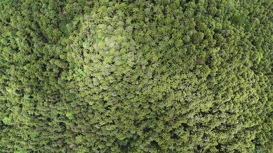 俯拍绿色植物森林茂密树枝树叶