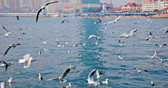 大海海面飞翔的海鸥