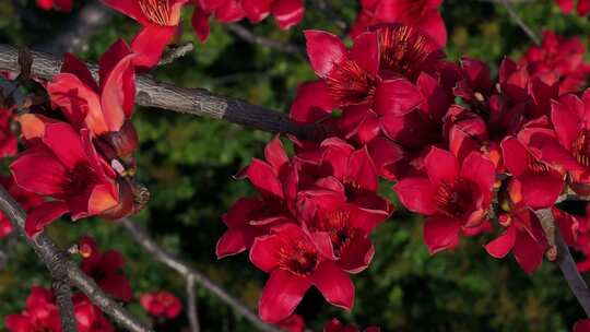 盛开的木棉花特写