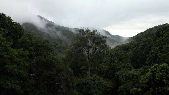 航拍雾天雨林