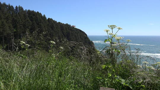 海岛上的野草