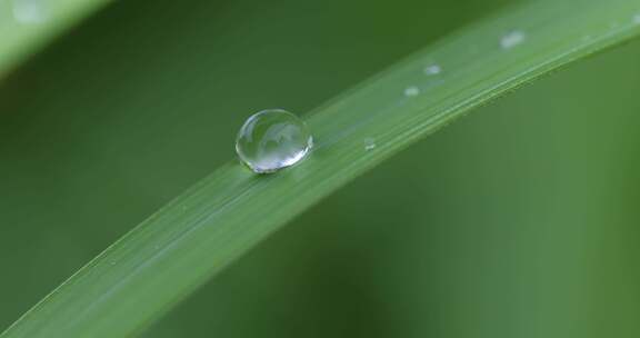 叶子上的露珠水珠雨珠特写