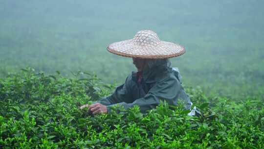 毛尖春茶白茶绿茶茶叶手工茶采摘