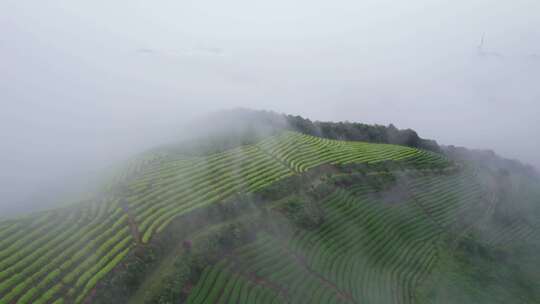 云雾中的高山茶园风景航拍