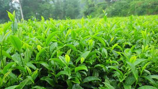 茶园茶叶茶茶山绿茶农业茶海采茶茶文化