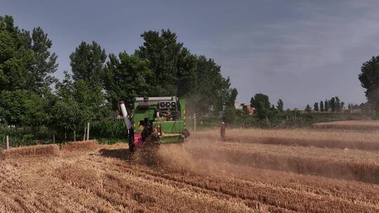 麦田小麦麦穗农业绿色丰收田野粮食丰收收割