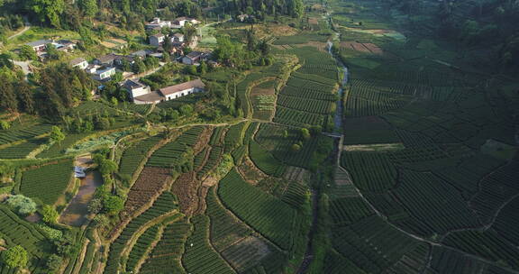 四川雅安绿茶园航拍风景