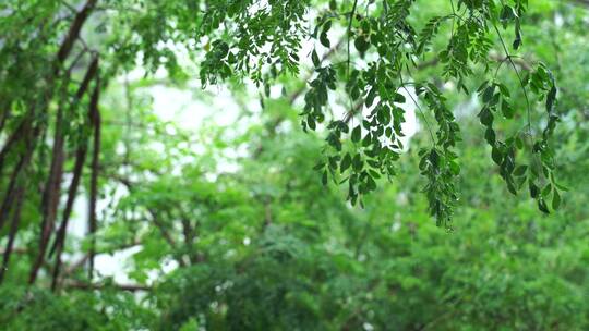 下雨天植物水滴唯美空境雨景