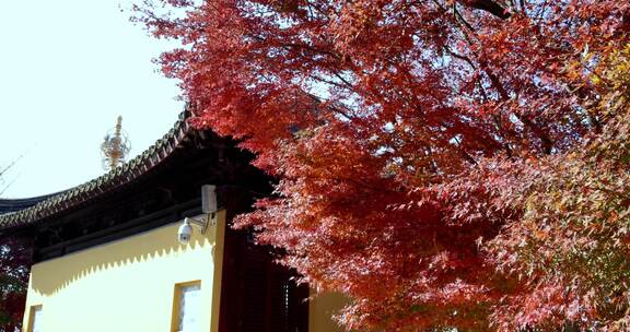 江苏苏州重元寺古风建筑旁色彩鲜艳的枫叶