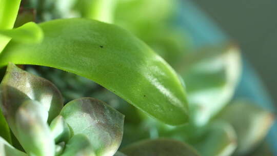 植物 绿色 盆栽 养殖