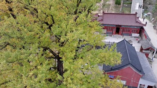 航拍平顶山文殊寺银杏