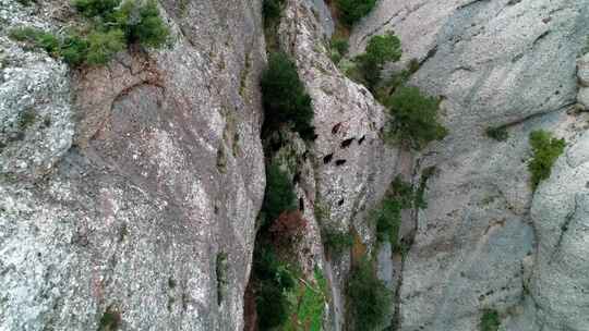 一群山羊在山沟空中行走