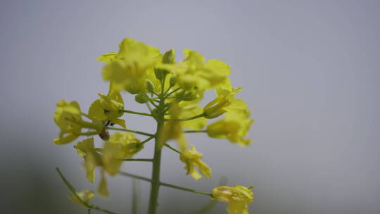 油菜花海