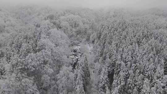 四川雅安泥巴山雪景树林雾凇实拍