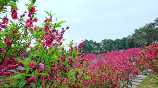 桃花林 树林 春暖花开 桃花坞 桃花园