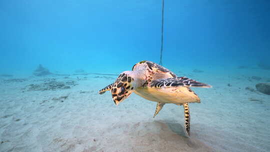海底一只大海龟【4K】