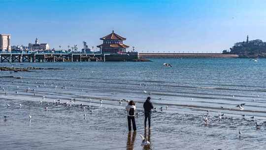 青岛栈桥海鸥