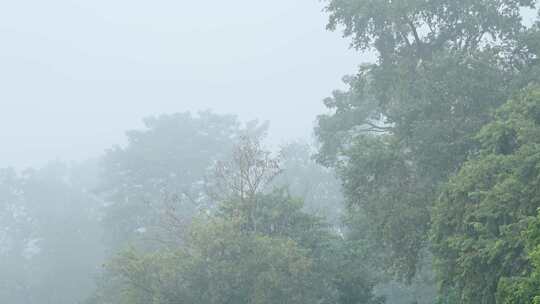 雾，薄雾，雨林，风景