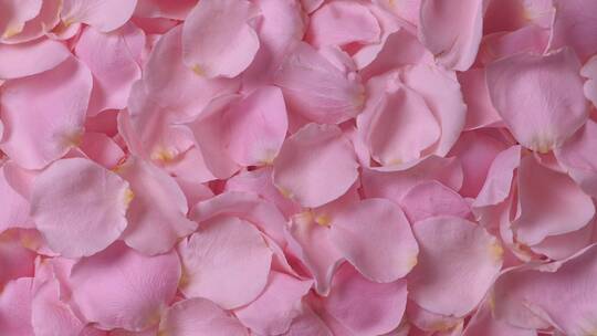 粉红色的玫瑰花瓣特写镜头