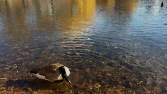 鸭子在河面上游水