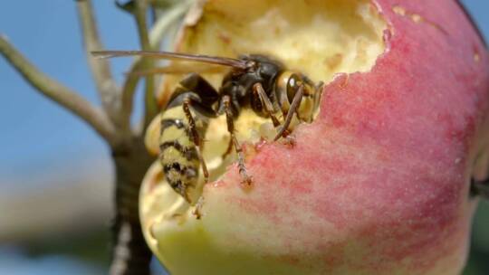 大黄蜂吃红苹果的特写镜头