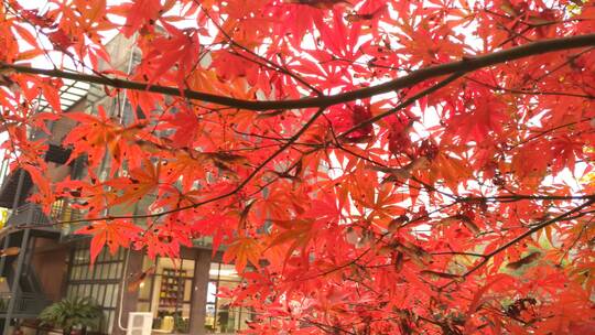 自然秋天红色的枫叶鸡爪槭