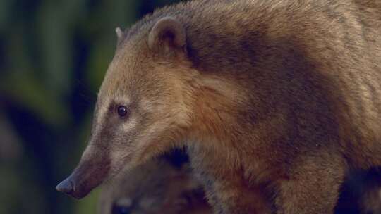 一只环尾浣熊的远摄特写镜头，小心翼翼地看着它的队伍。