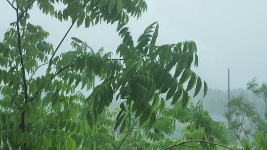 雨天植物秋雨风光景色