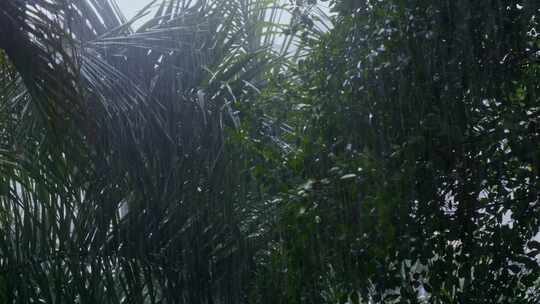 暴雨大雨雨水击打植物叶子