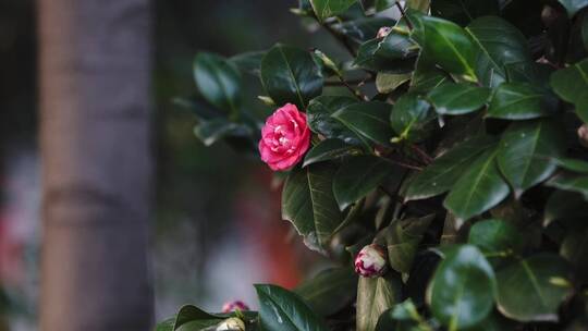 山茶花 门前 植物 气氛 过年 乡下 镇上