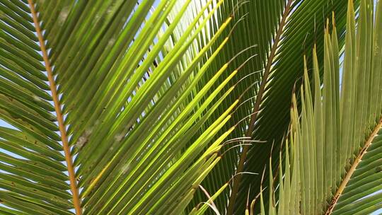 微风中的棕榈树