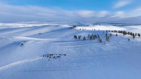 唯美雪景 呼伦贝尔大雪原视频素材模板下载