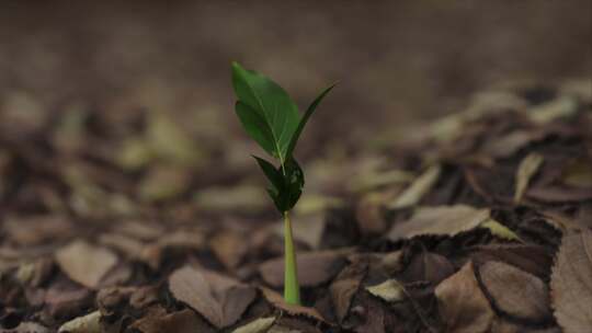 植物、生长、树木、Cgi