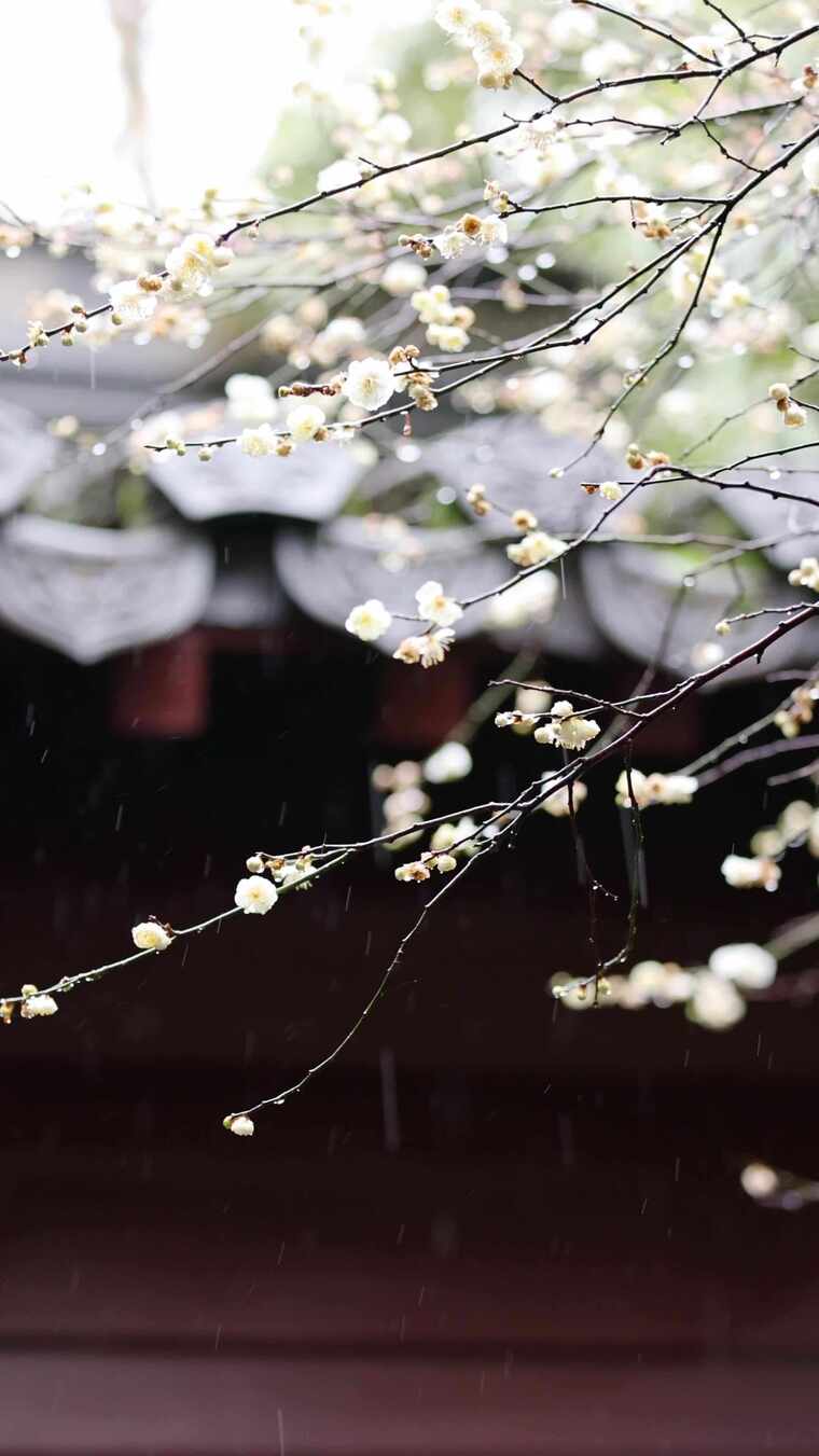 腊梅 梅花（竖版）