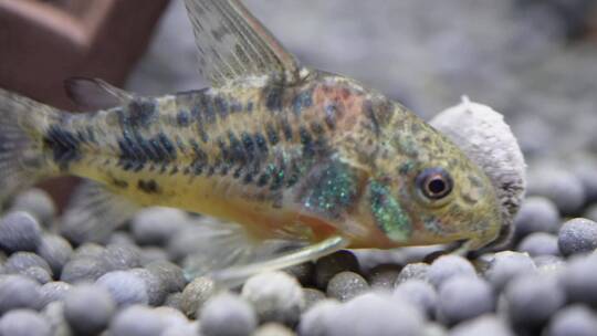 微距水族箱鼠鱼底栖鱼进食