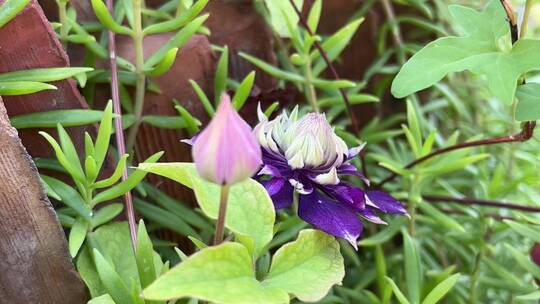 紫色铁线莲植物