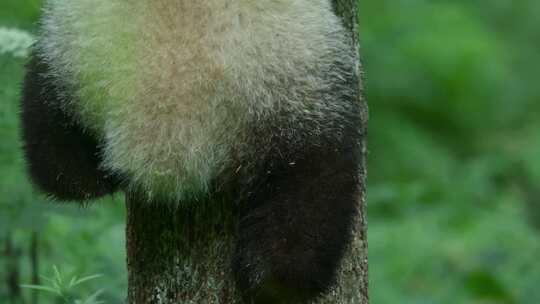 大熊猫四川成都国宝野生动物小熊猫旅游
