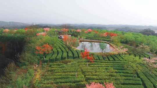 湖南郴州高椅岭樱花园