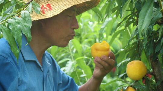 黄桃种植视频素材模板下载