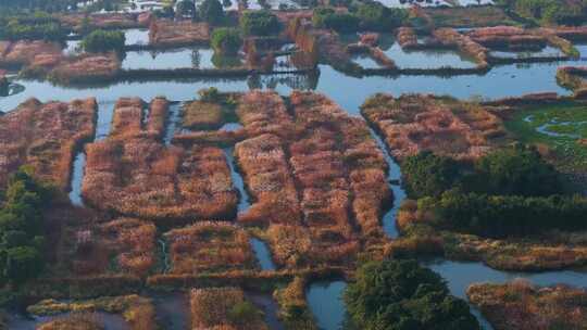 浙江湖州德清下渚湖湿地公园秋色航拍