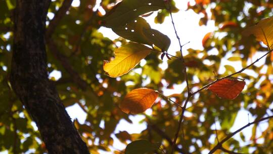 秋天落叶，唯美秋分秋叶阳光逆光4K视频