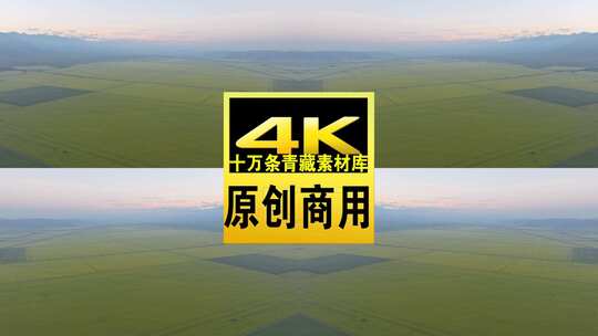 青海门源县油菜花田航拍4K视频灰片未调色高清在线视频素材下载