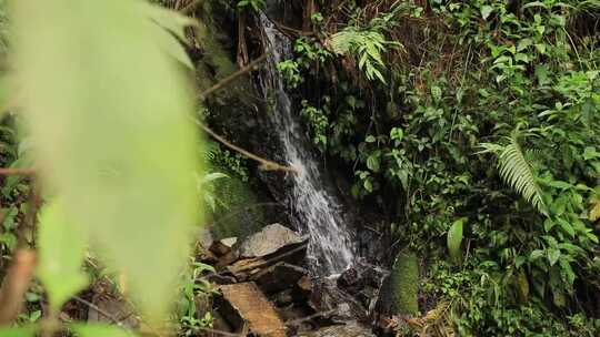 丛林岩石高山流水