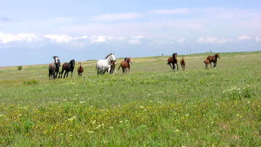 草原上奔腾的马群