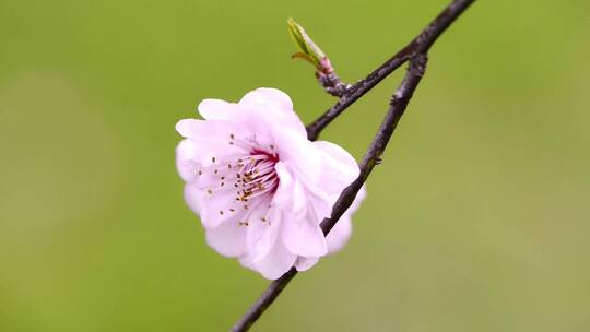 开花梅花朵意境花开花春天桃花开