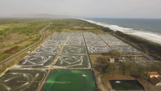 虾养殖产地基地产业农业鱼池食材